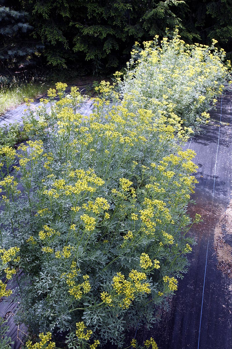 Flowering rue plants in field