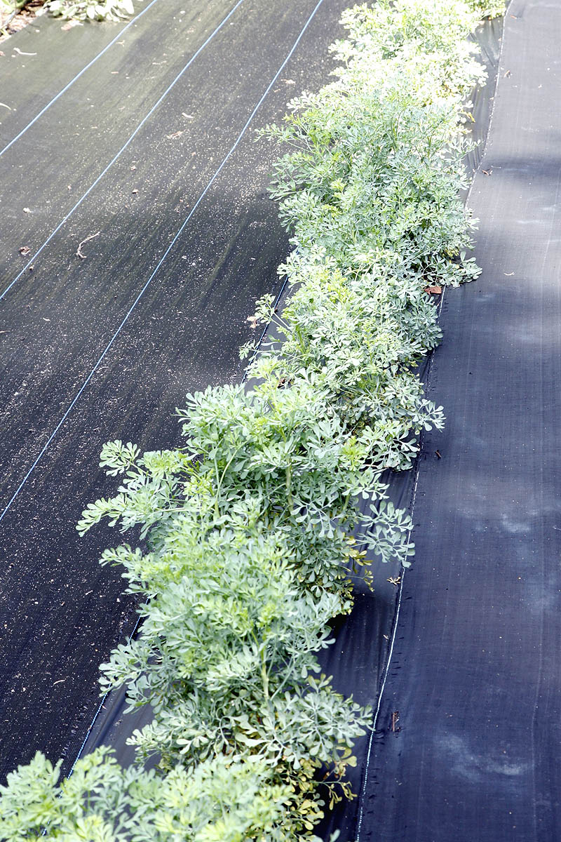 Young Ruta graveolens plants in field