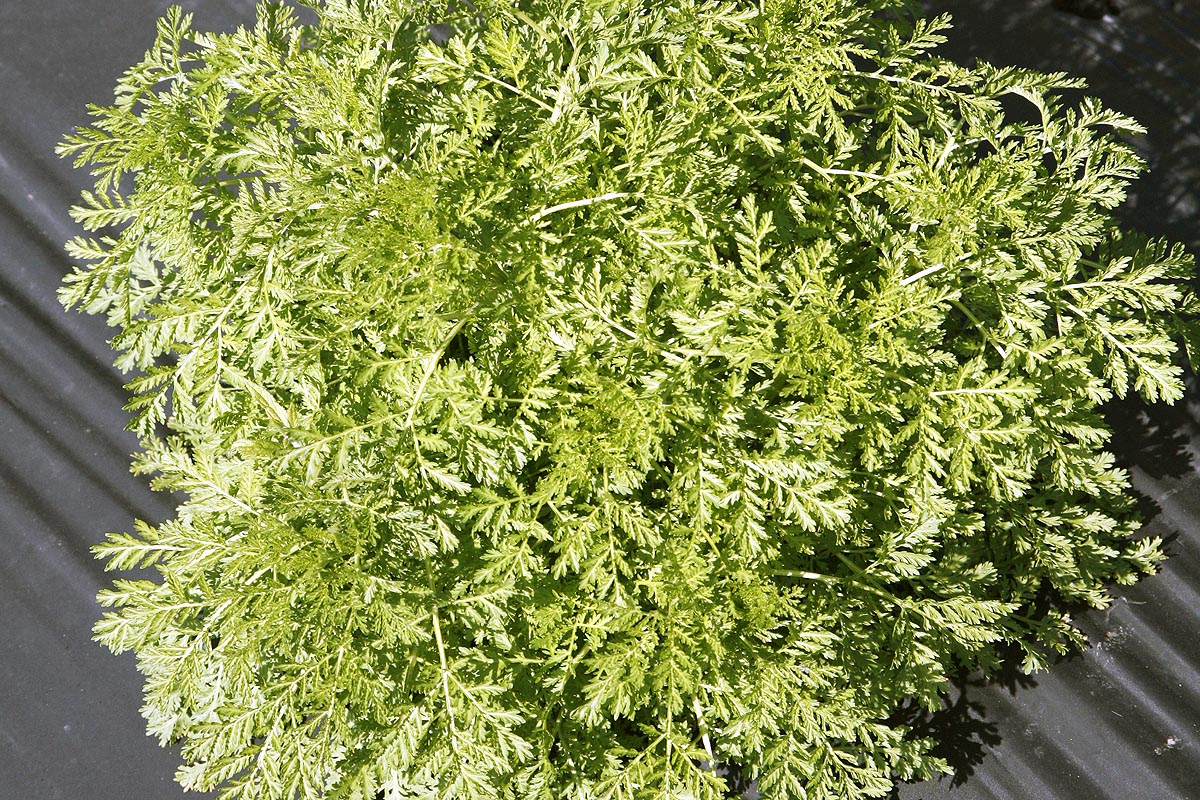 Sweet Annie Leaf Artemisia annua