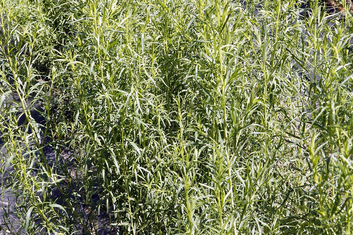 Tarragon Artemisia dracunculus