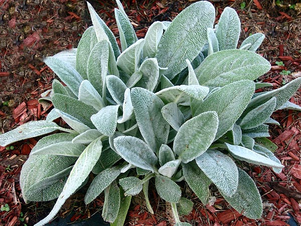 How do you take care of a lambs ear plant Growing Lamb S Ear How To Plant Lamb S Ears