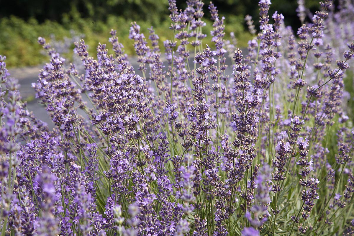 Lavender Flowers, English Lavendula angustifolia