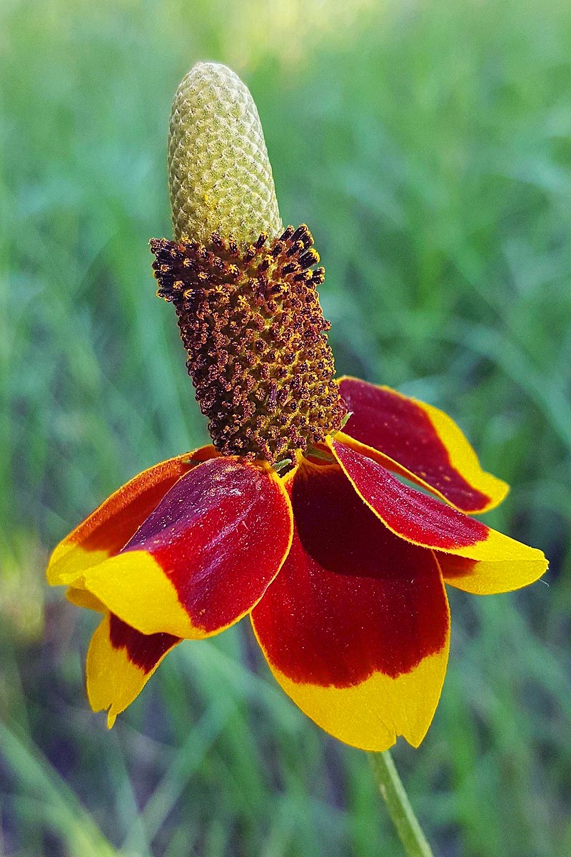 mexican hat flower very close