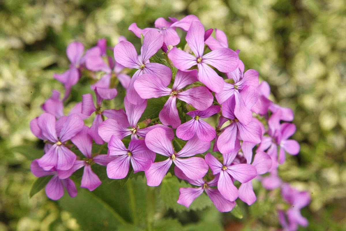 flower group close