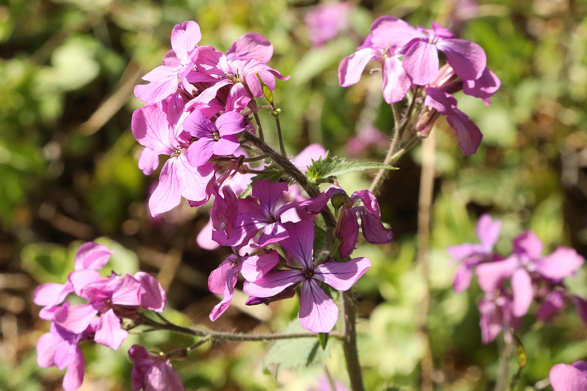 flower stalk
