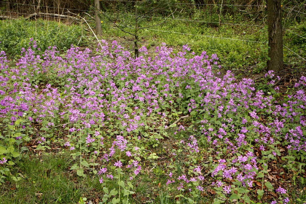massed flowers under trees