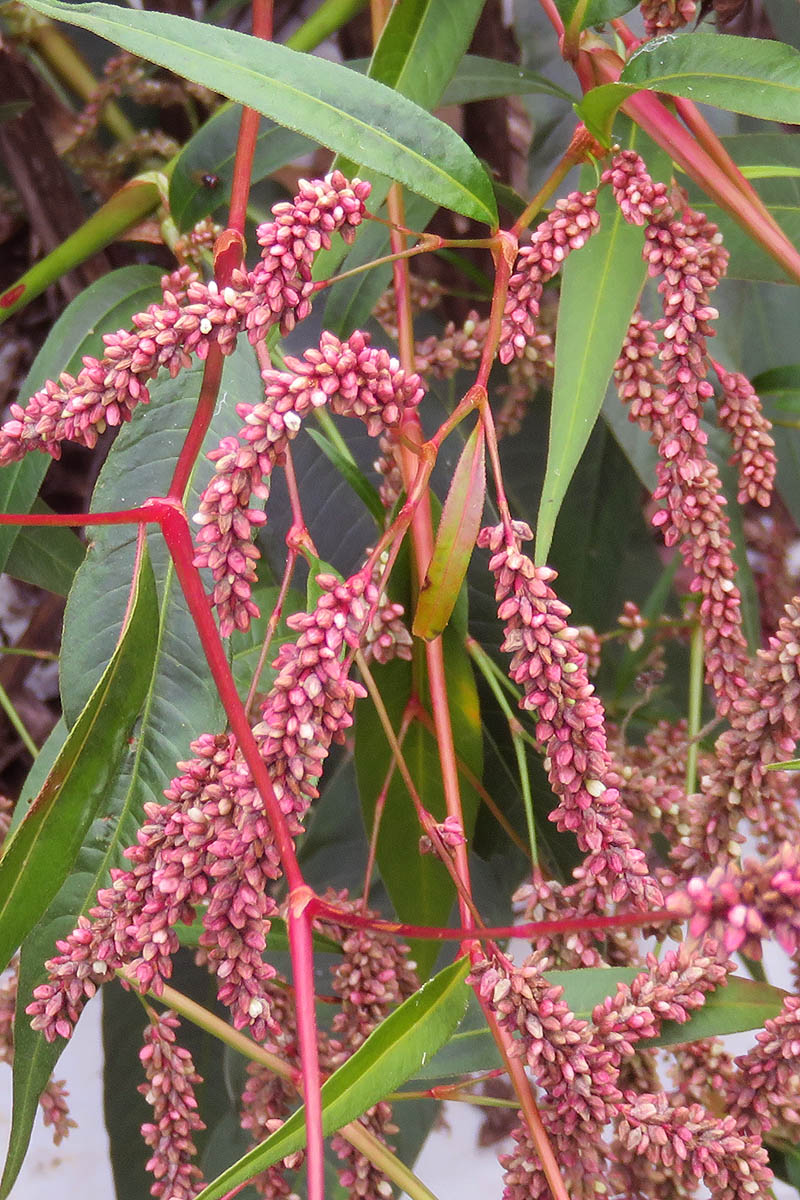 Princes feather flowers and leaves