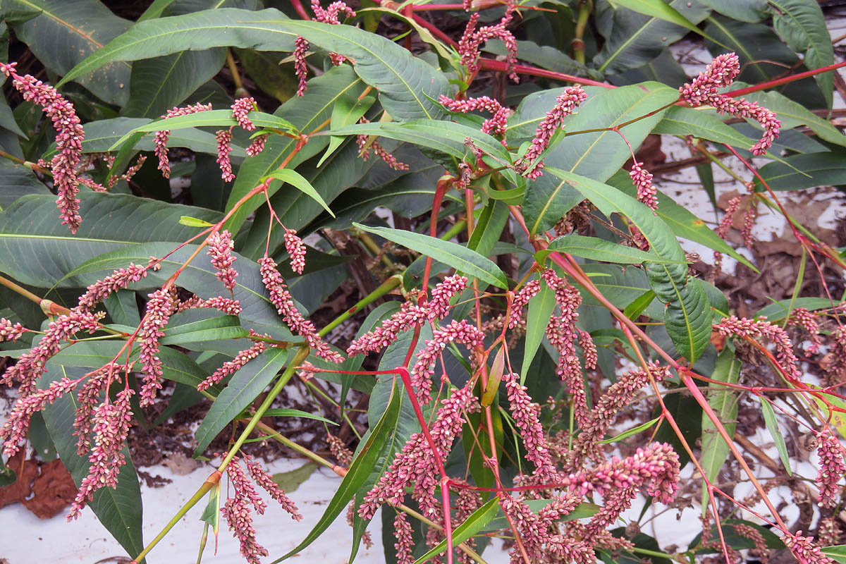 Polygonum orientale plant flowering