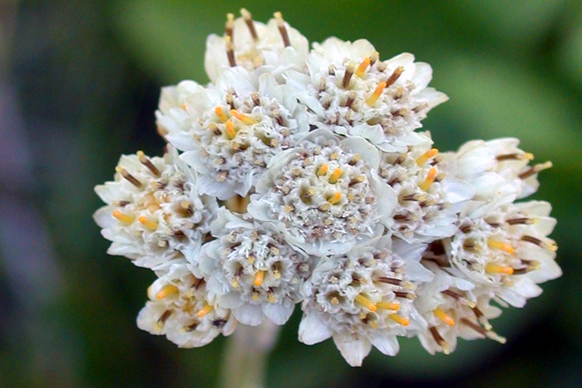 Pussytoes bloom close