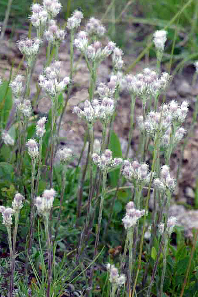 Antennaria dioica group plants