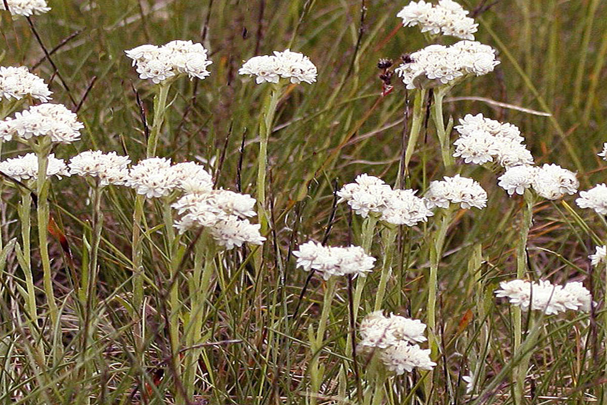 Pussytoes blooms in grass