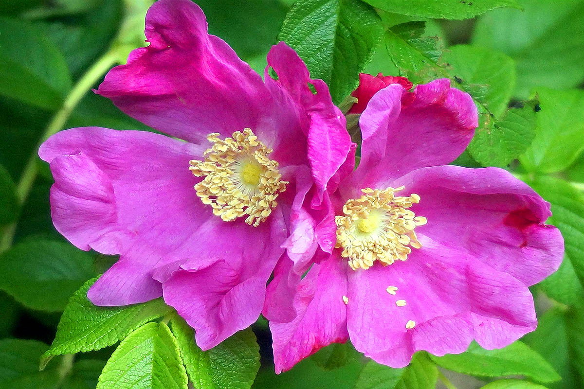 Rugosa Rose Rosa rugosa