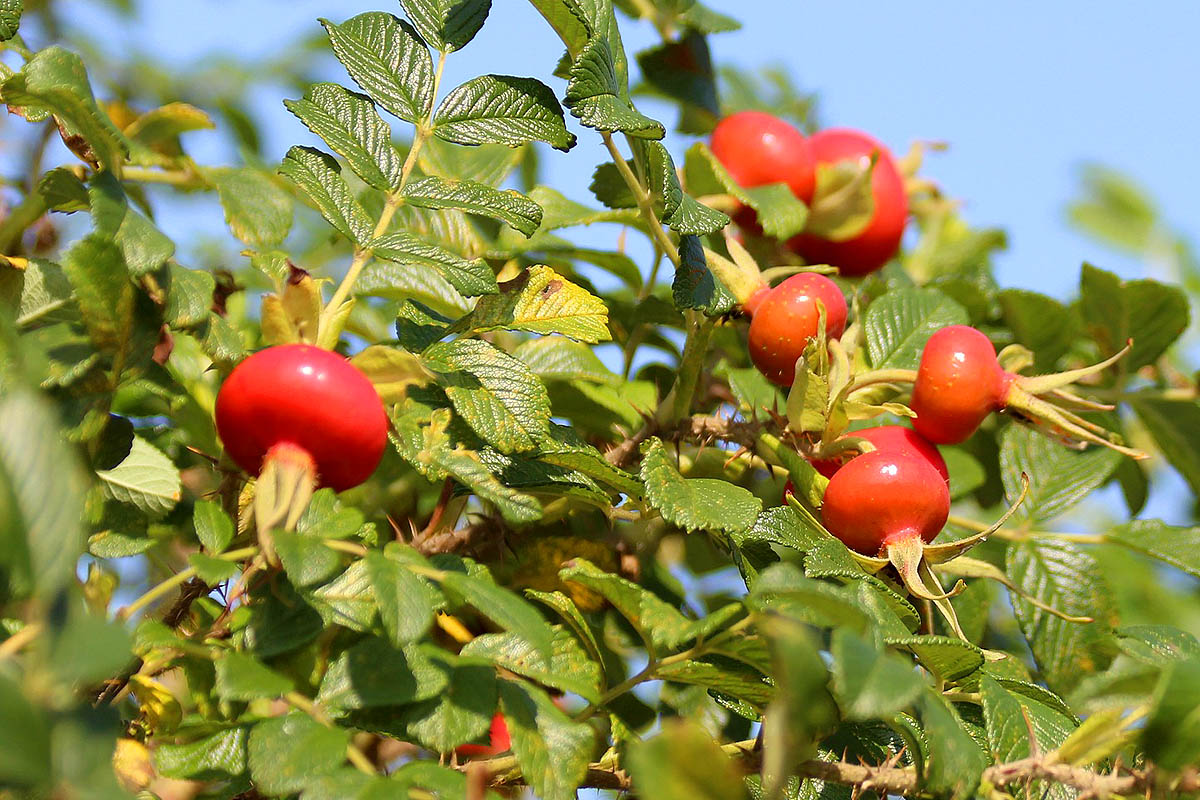 Rugosa Rose hips