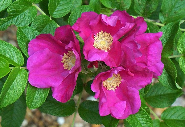 Rugosa Rose Rosa rugosa