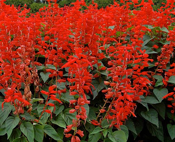 Red Salvia -  Bonfire Salvia splendens