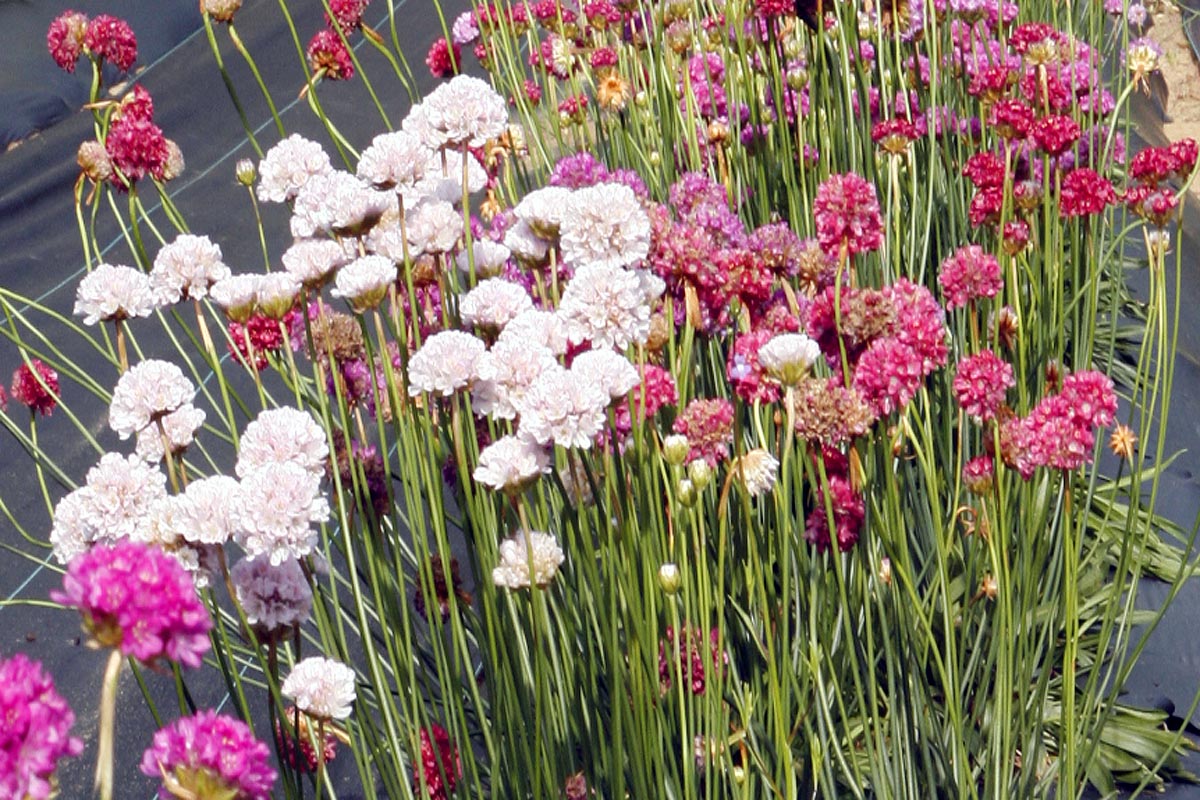 Thrift blooms