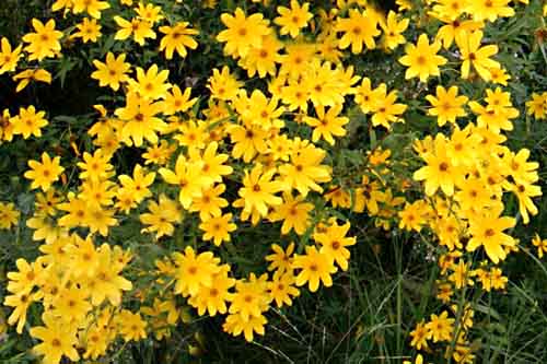 Sunflower  - Tickseed Bidens aristosa / Bidens polylepis