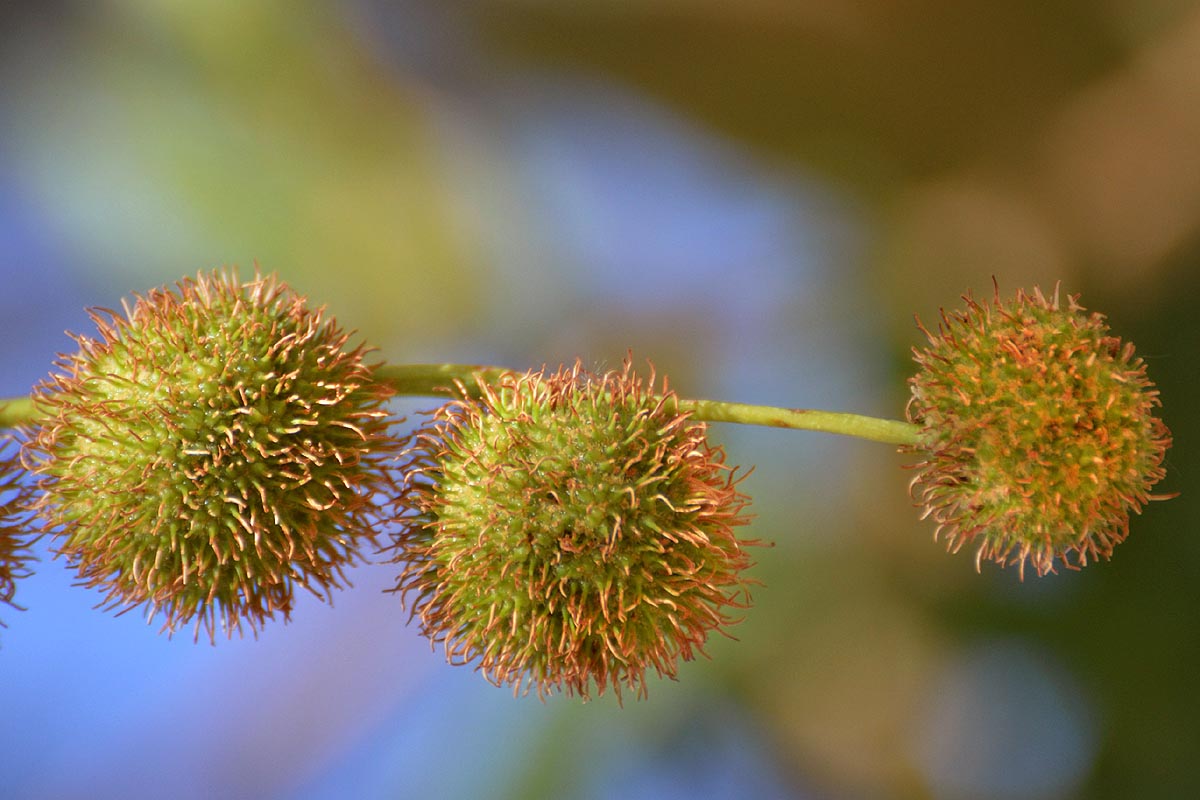 American Sycamore fruits