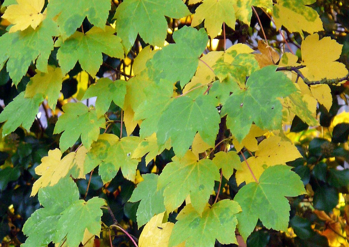 American Sycamore leaves