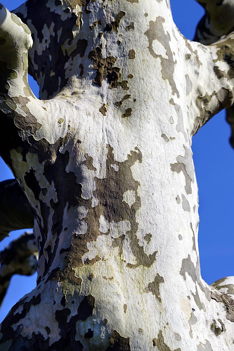 American Sycamore bark