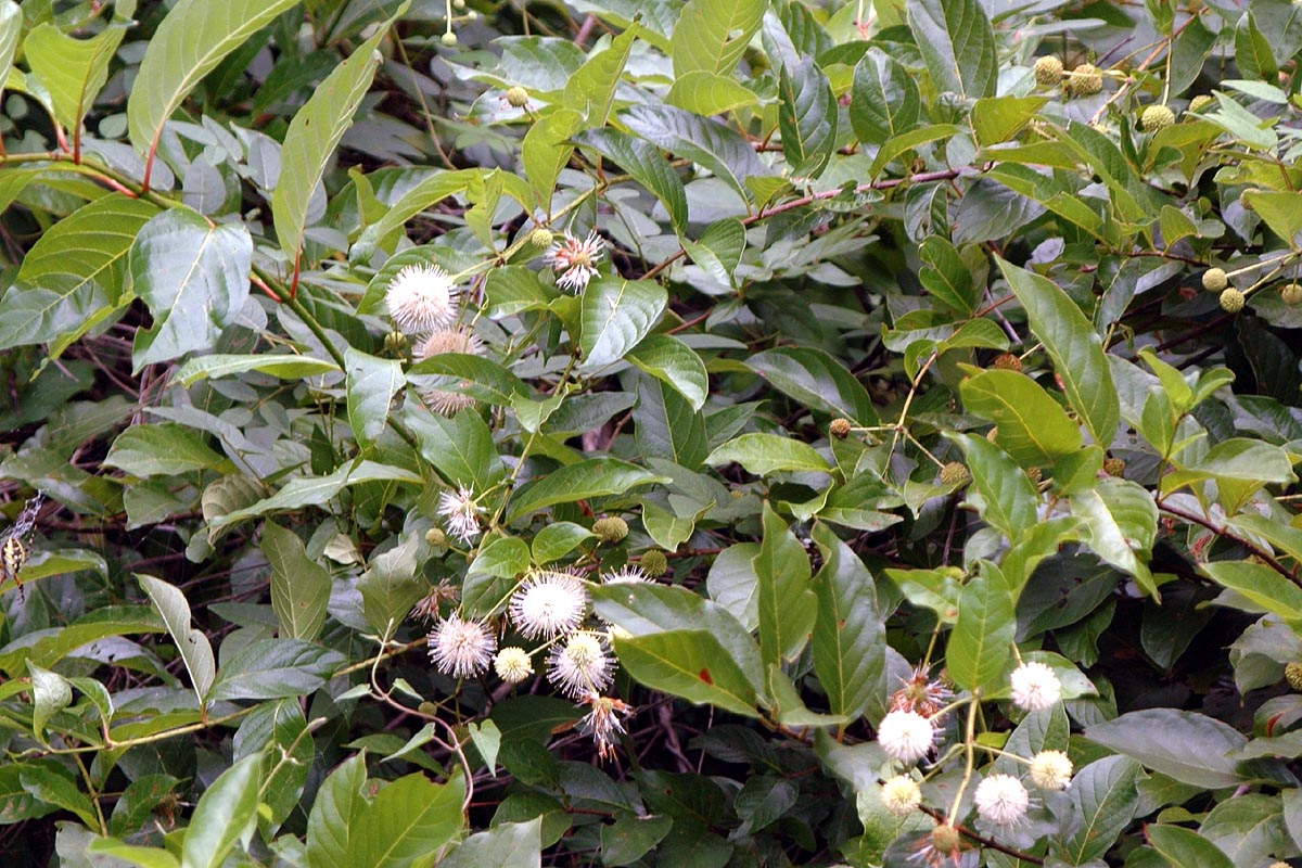 Buttonbush plant flowering