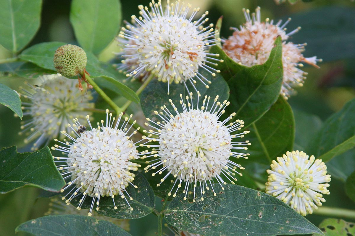 Buttonbush flowers