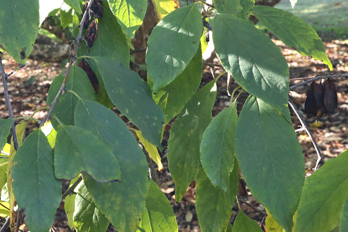Carolina Silverbell leaves