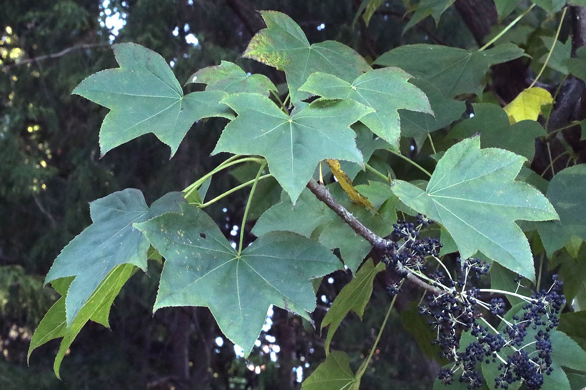 Castor aralia green leaves and berries c