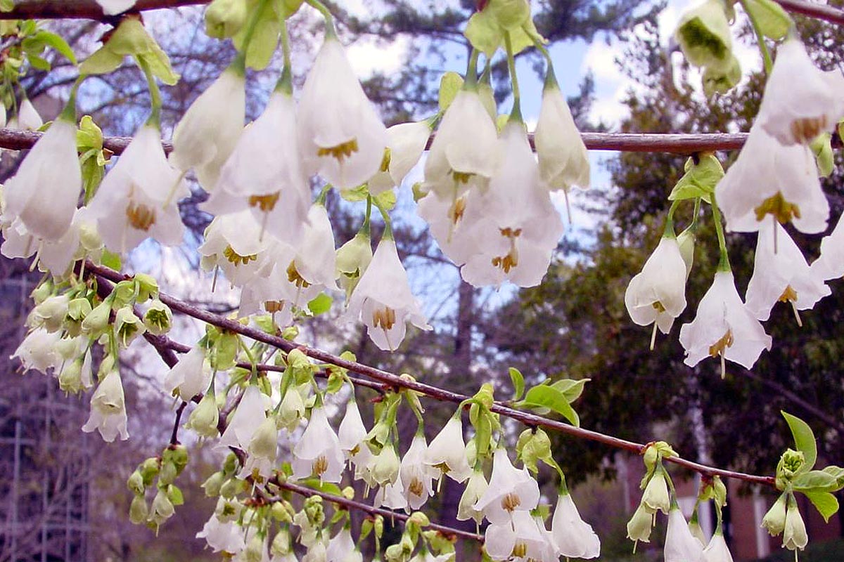 Carolina Silverbell flowers