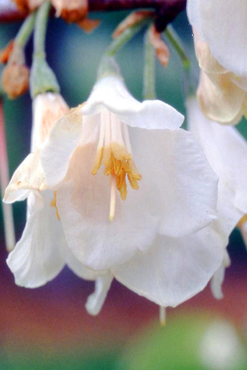 Carolina Silverbell flower close