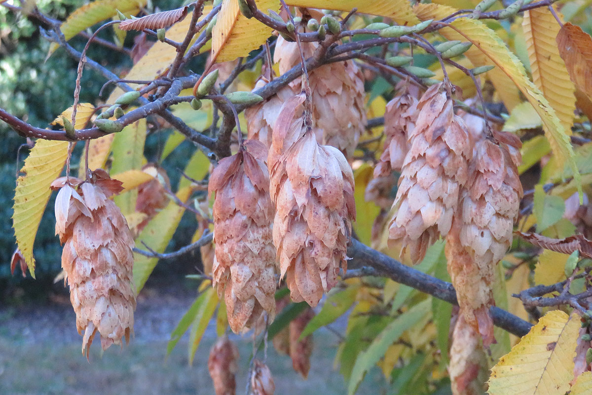 Japanese Hornbeam Carpinus japonica