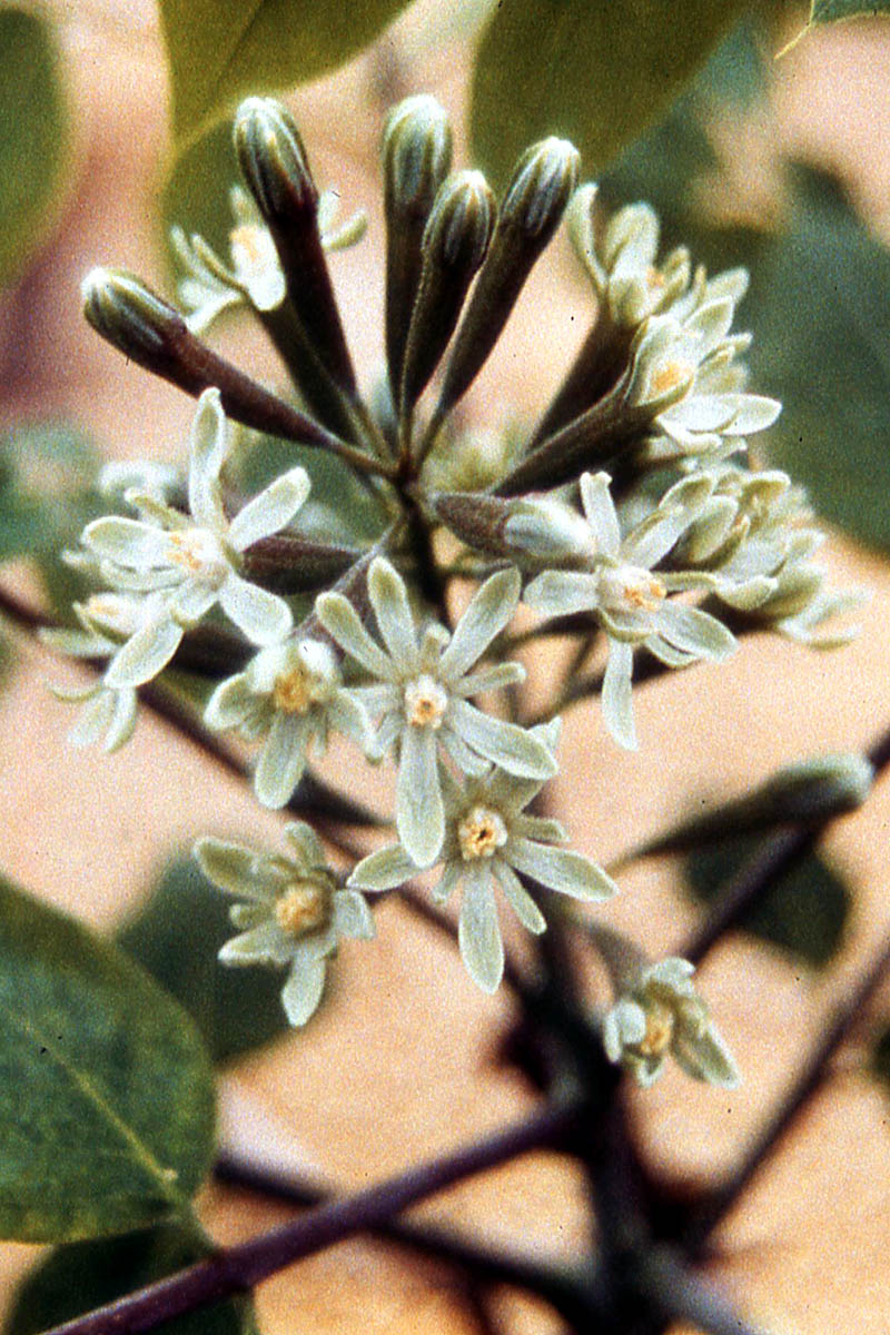 Kentucky coffee tree flower