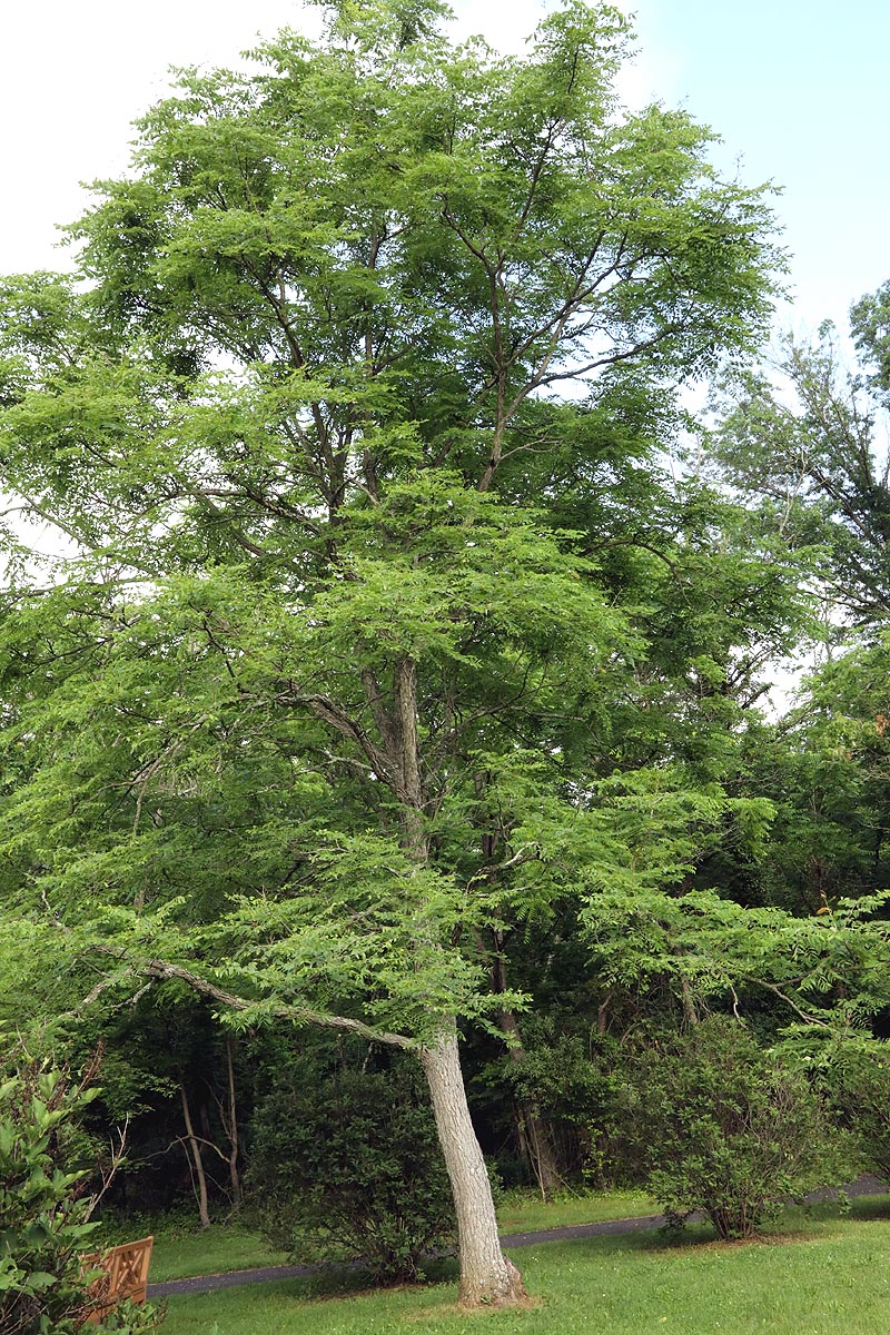 Kentucky coffee tree full tree
