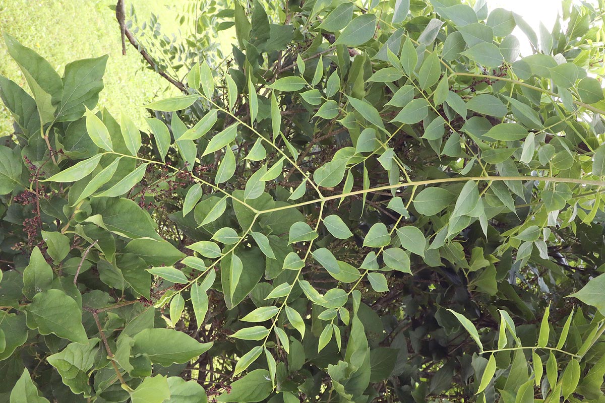 Kentucky coffee tree leaf