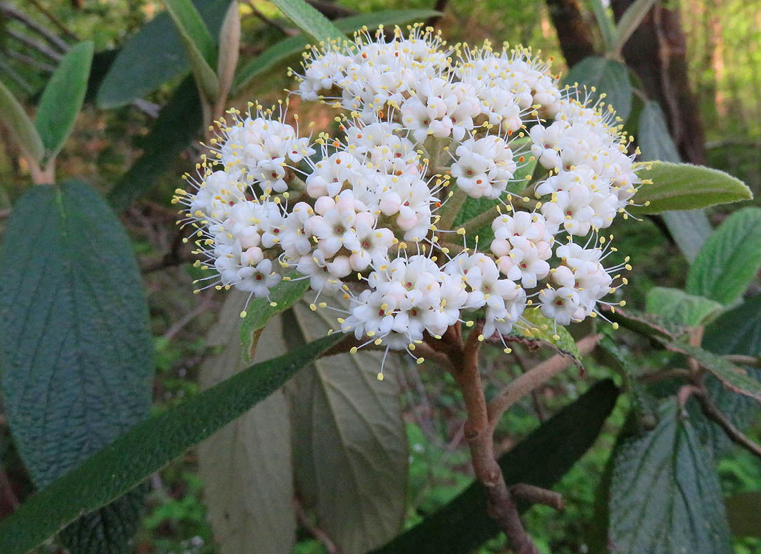 Leatherleaf viburnum Viburnum rhytidophyllum