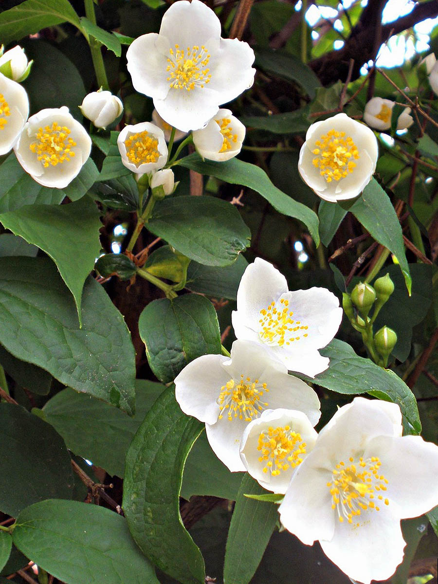 Sweet Mock Orange flowering shrub