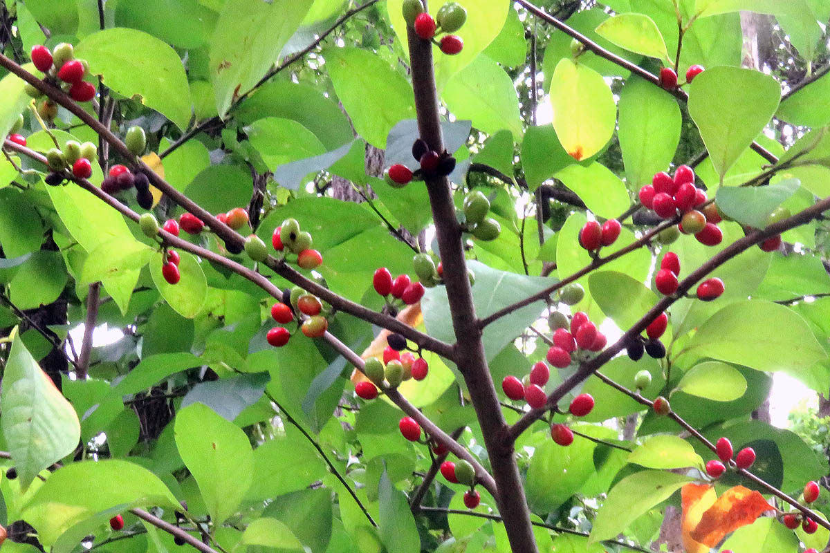 Spice Bush red berries on bush