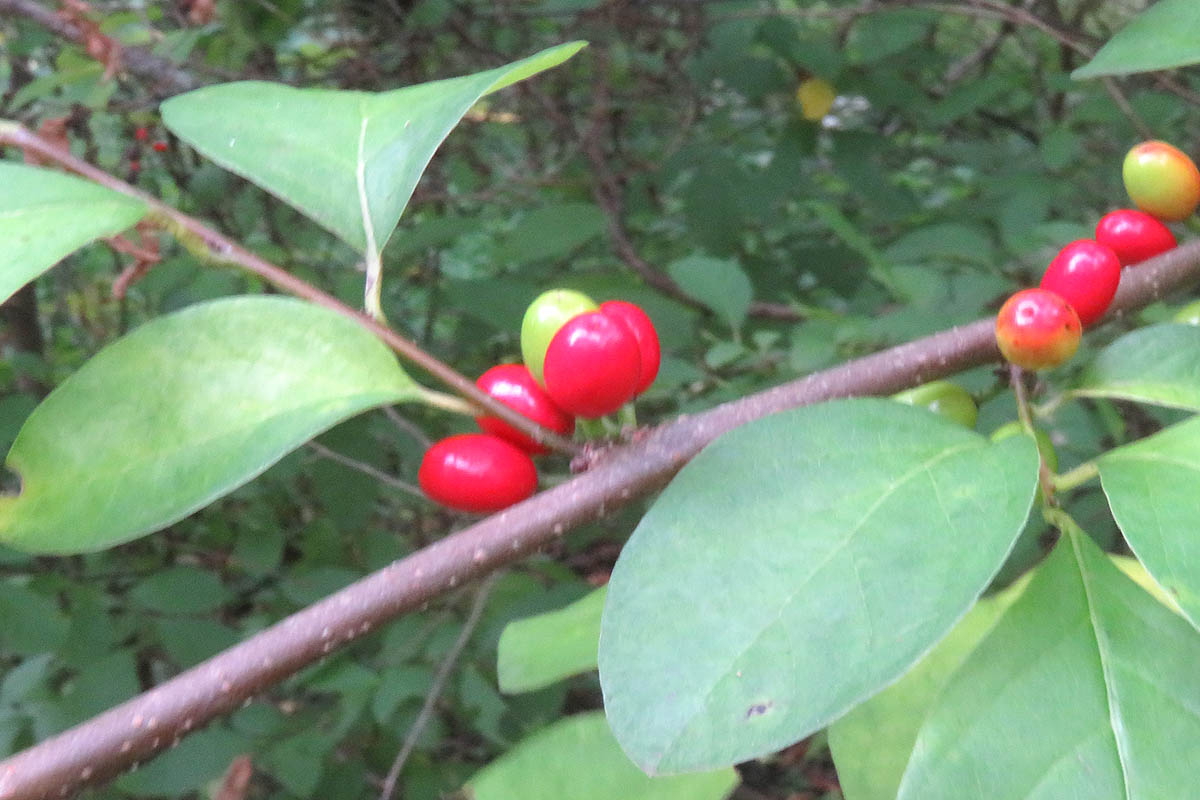 Spice Bush red berries close