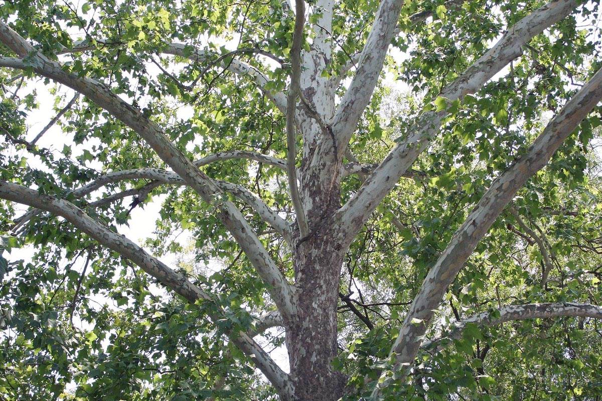 American Sycamore mature tree