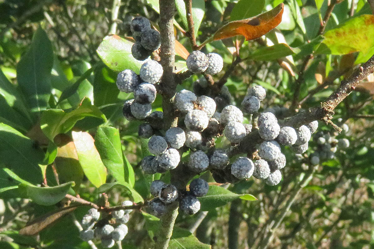 Northern bayberry  Myrica pensylvanica