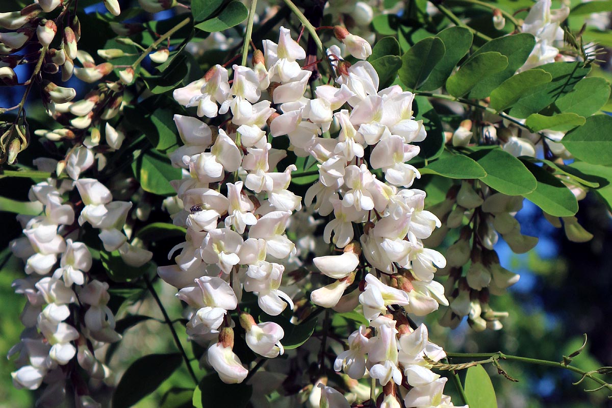 Black Locust Robinia pseudoacacia