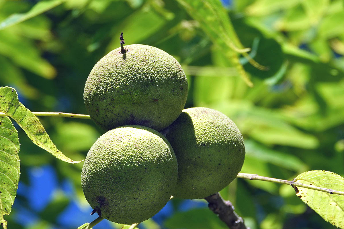 Black Walnut Juglans nigra