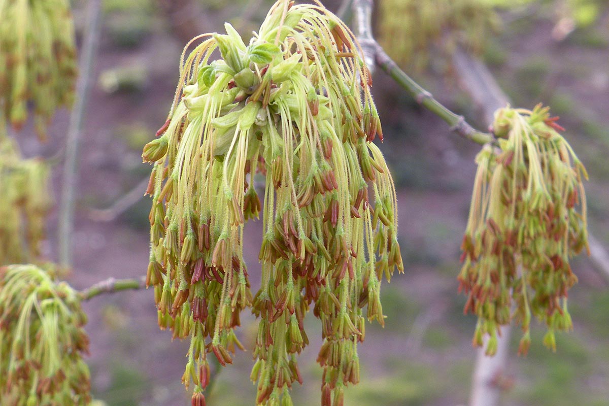 Box elder Acer negundo