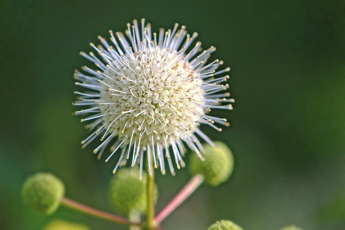 Buttonbush single flower close