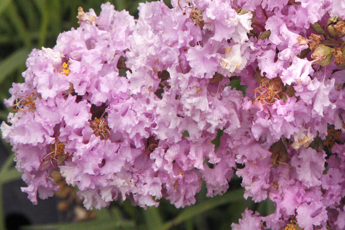 Crape Myrtle flower close