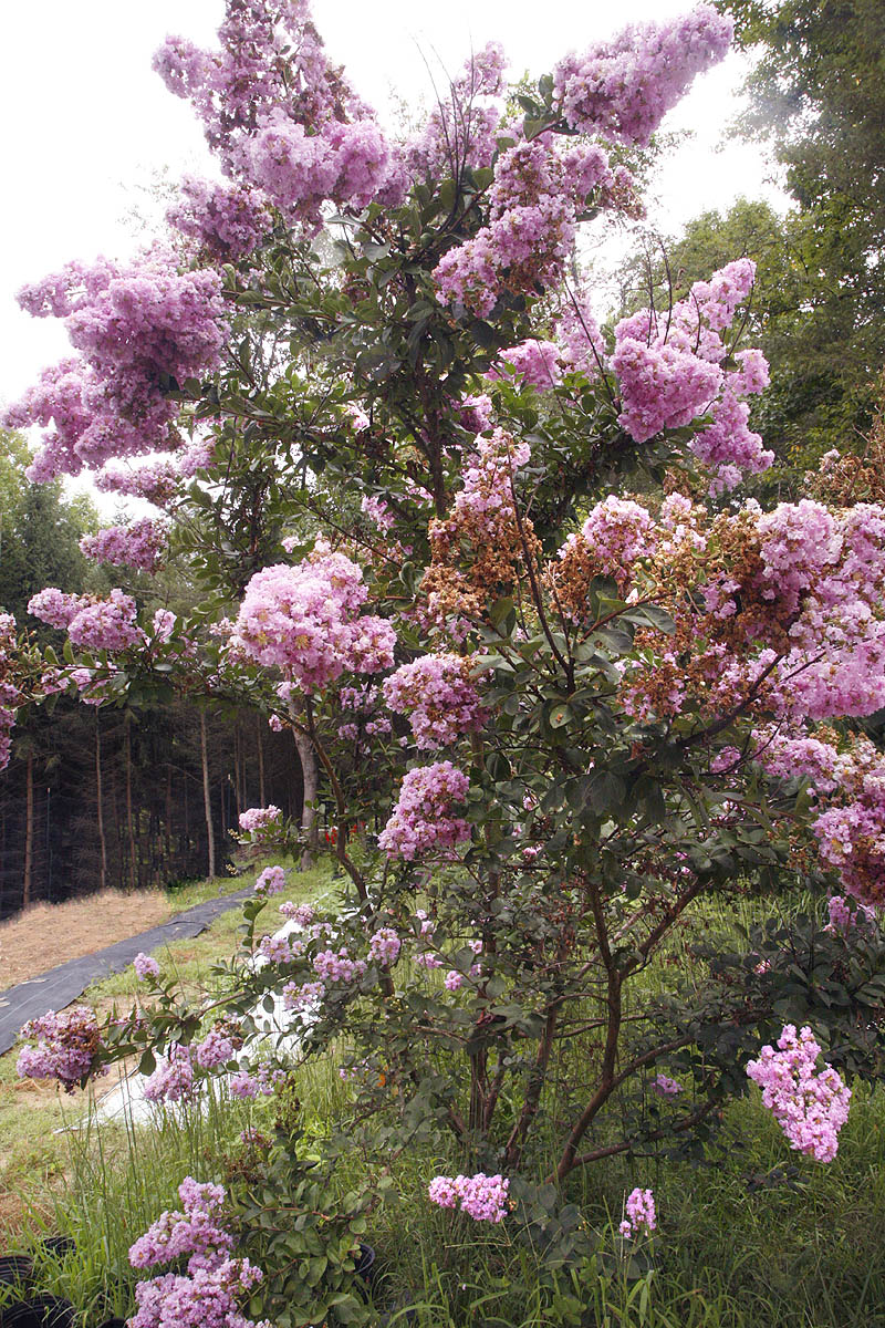 Crape Myrtle young tree in field
