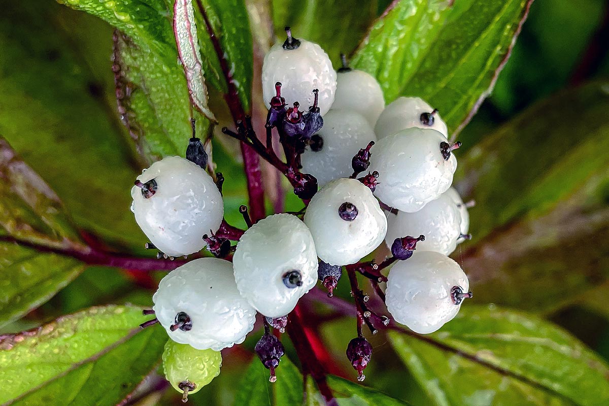 Gray Dogwood Cornus racemosa