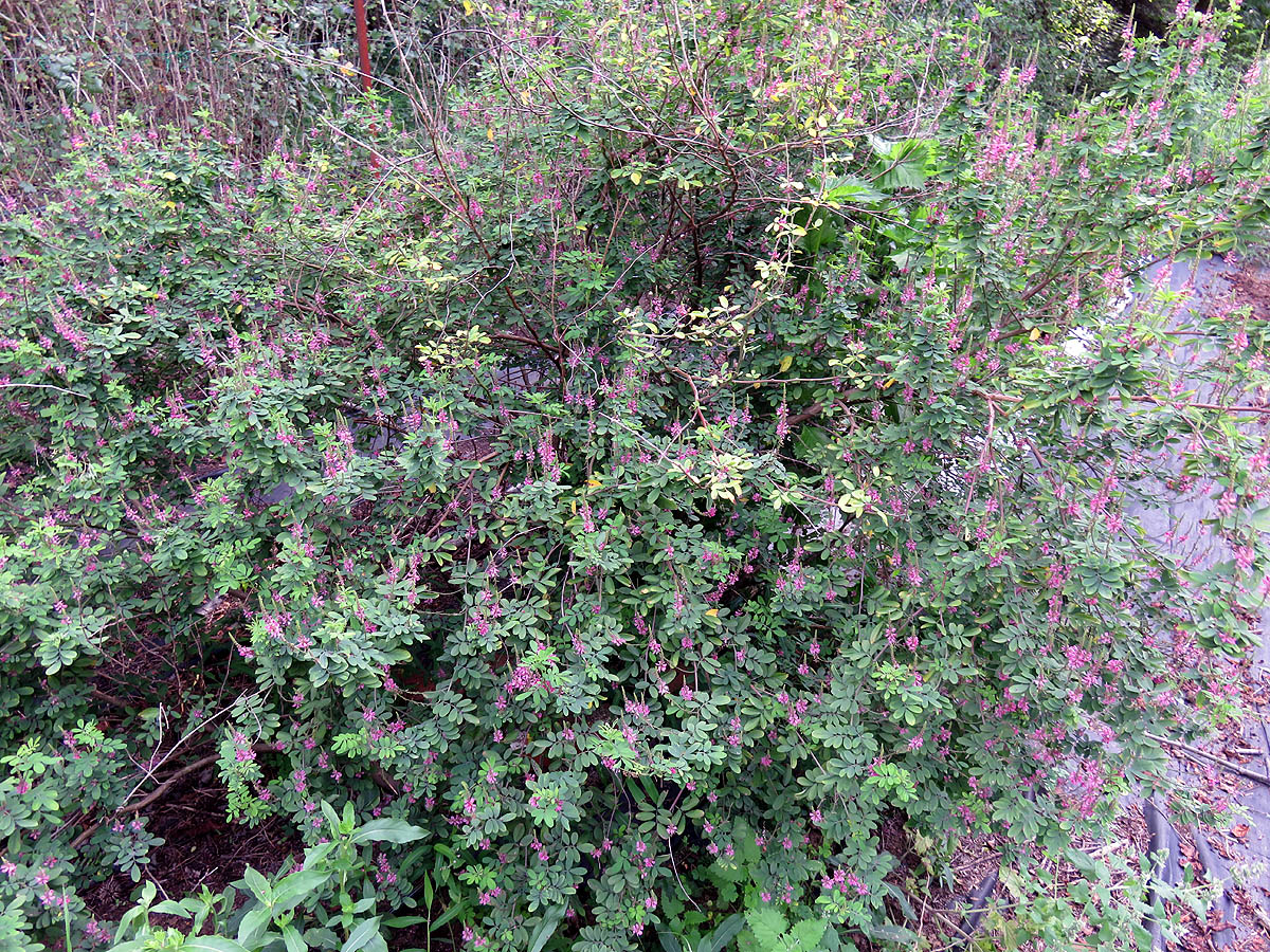 Himalayan indigo flowering shrub mature
