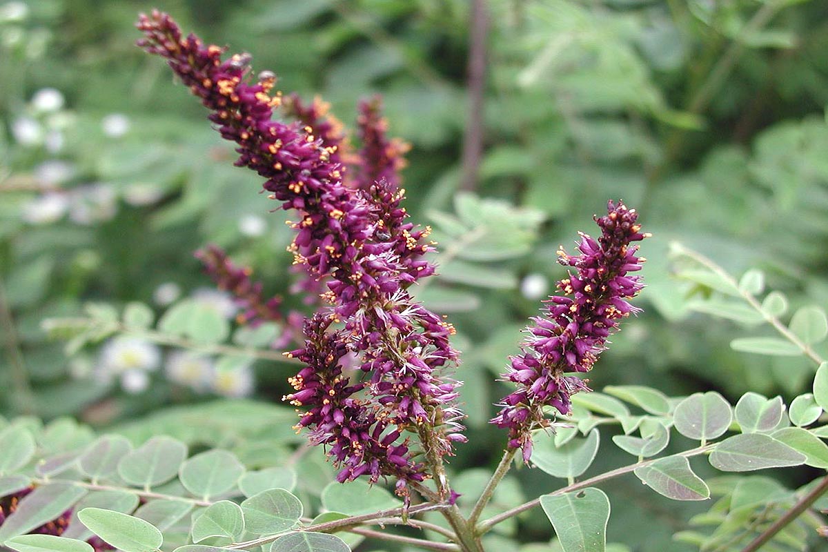 Indigo plant Amorpha fruticosa