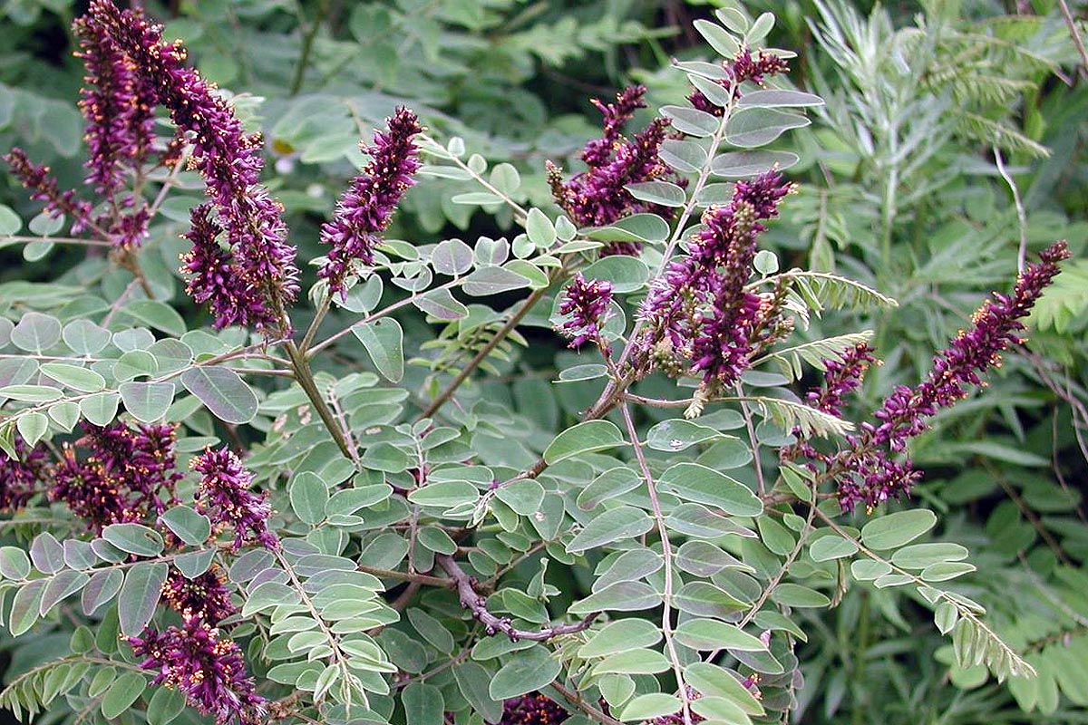 Indigo Plant flowers and leaves